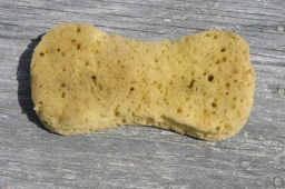 The sponge The sponge