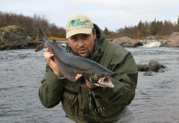 Kola salmon Kola salmon