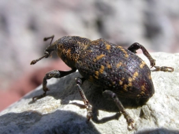 Beetle Beetle