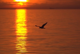 Bird Bird