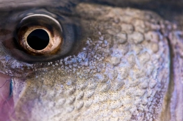 Redfish eye Redfish eye