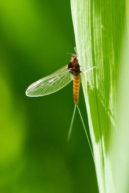 Mayfly Mayfly