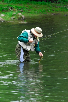Angler releasing trout. Little Juniata River, PA Angler releasing trout. Little Juniata River, PA