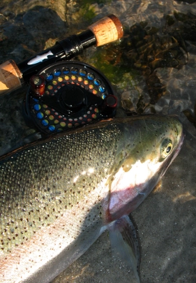 The fish and the tool The fish and the tool