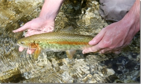 Rainbow released Rainbow released