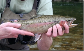 Olive, pink and dotted Olive, pink and dotted