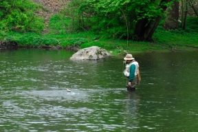 Jumping trout. Little Juniata River, PA Jumping trout. Little Juniata River, PA
