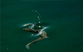 A splashy rise A splashy rise