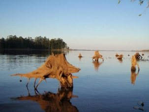 Bizarre shaped Bizarre shaped