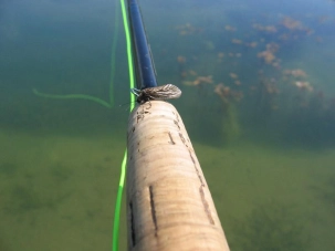 Alder fly I Alder fly I