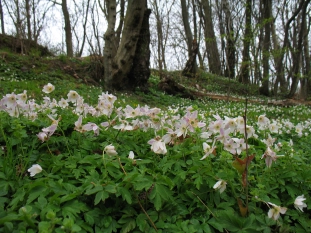 Spring flowers Spring flowers
