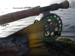 Just a tail Just a tail