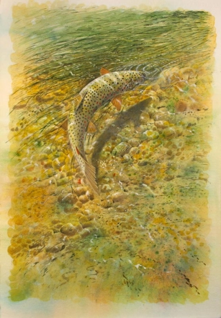 Brown trout Brown trout