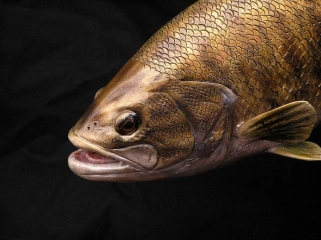 Bass, detail Bass, detail