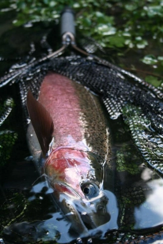 In the bag In the bag