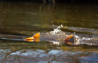 Spawning seatrout Spawning seatrout