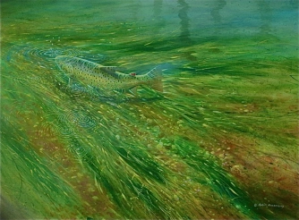 Chalkstream brown mopping up Chalkstream brown mopping up