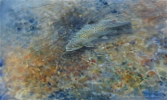 Brown trout Brown trout