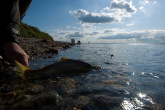 Release with a view Release with a view