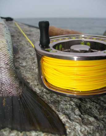 Gear and fish Gear and fish