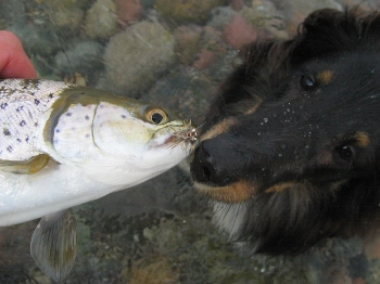 Kissing the fish Kissing the fish