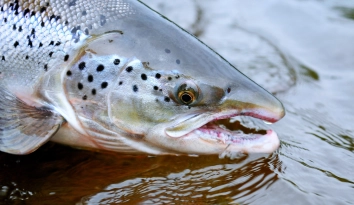 A close-up A close-up