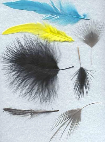 Spey hackle Spey hackle