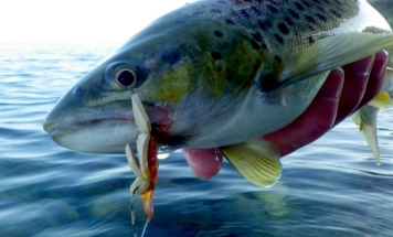 A foam caught fish A foam caught fish