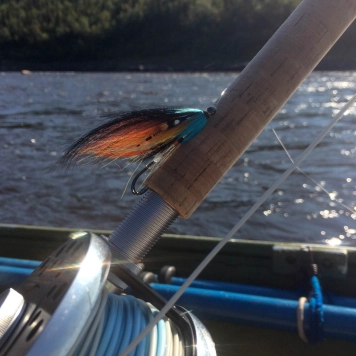 Ready for some salmon Ready for some salmon