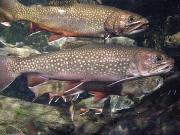 Brook trout Brook trout