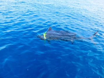 El Grande near boat for first time El Grande near boat for first time