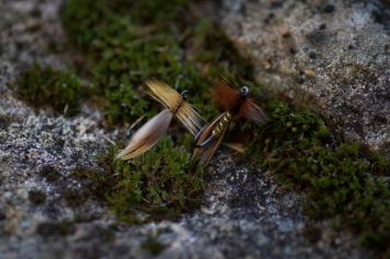 Europea 12 Europea 12