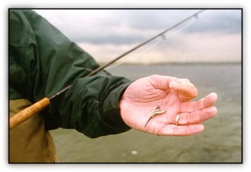 The food is plenty The food is plenty