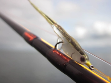 Not an anchovy Not an anchovy