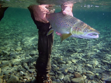 Underwater release Underwater release