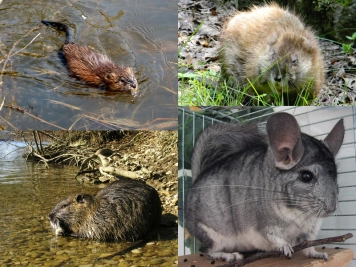 Furry animals Furry animals