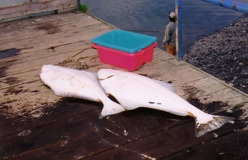 Halibut Halibut