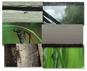 Insects Insects