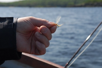 This fly is a mayfly This fly is a mayfly