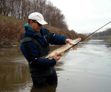 Winter pike Winter pike