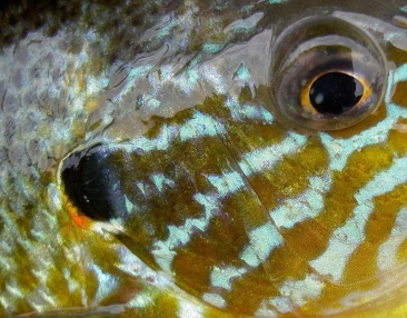 Fishing in New York Gallery Fishing in New York Gallery