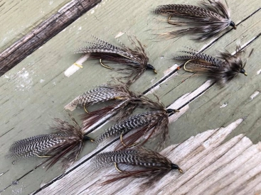 Various Brown Owls Various Brown Owls