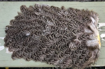 A Brahma hen saddle A Brahma hen saddle