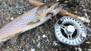 Danish seatrout Danish seatrout