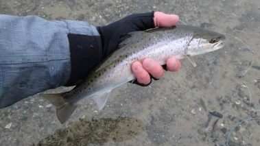 Small but strong Small but strong