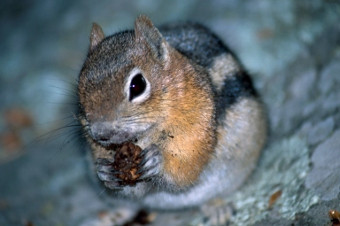 Chipmunk Chipmunk