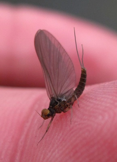 Fishing in New York Gallery Fishing in New York Gallery