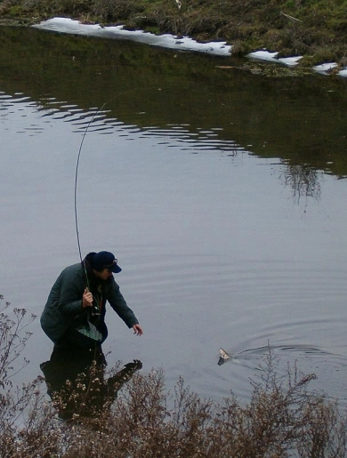 Winter chub Winter chub