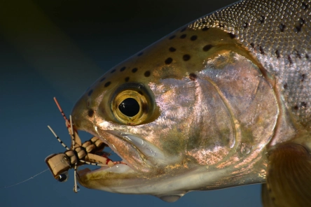 Chernobyl dragonfly Chernobyl dragonfly