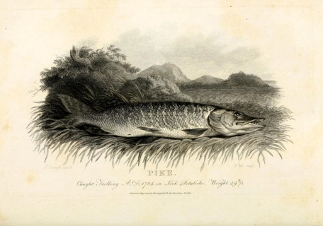 Caught trolling Caught trolling